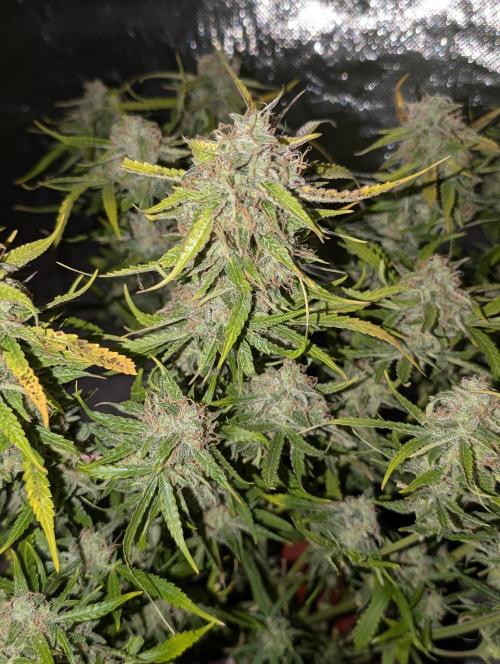 Fractal auto x5. Week 11