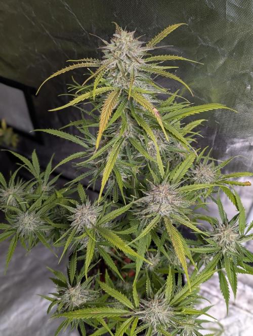 Fractal auto x5. Week 11