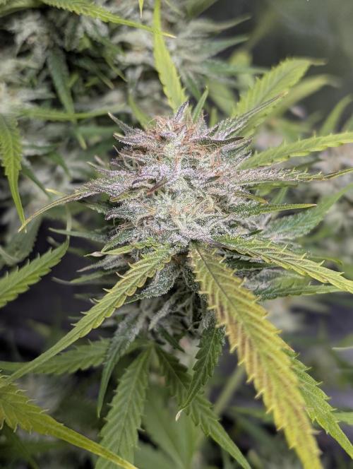 Fractal auto x5. Week 11