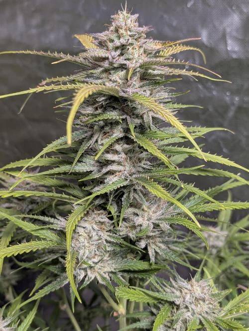 Fractal auto x5. Week 11