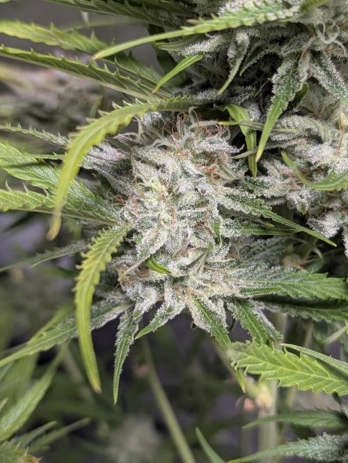 Fractal auto x5. Week 11