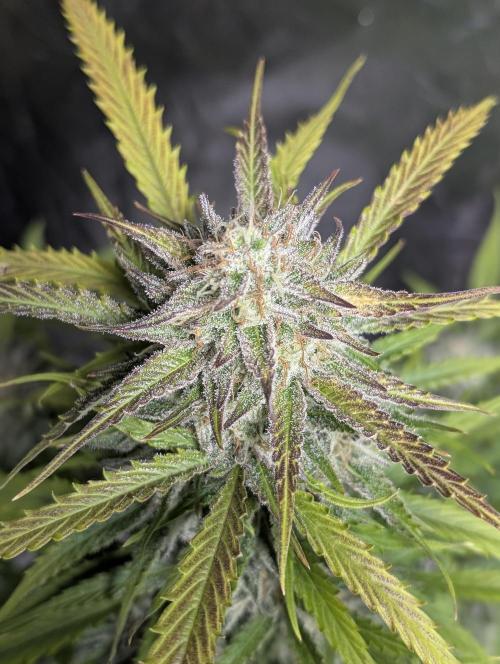 Fractal auto x5. Week 11