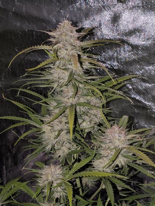 Fractal auto x5. Week 11