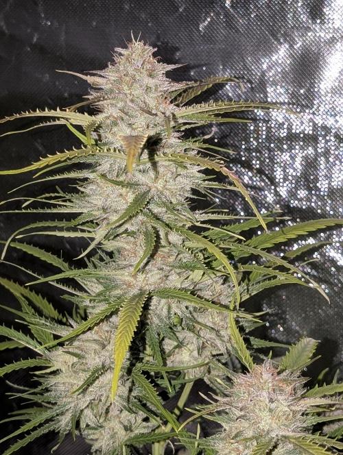 Fractal auto x5. Week 11