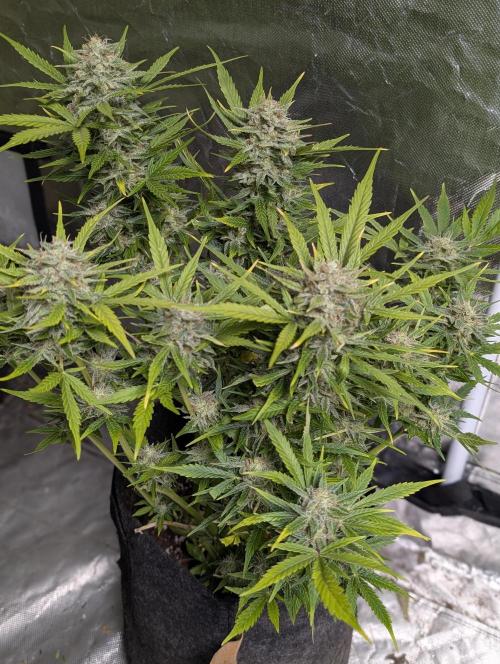 Fractal auto x5. Week 11 - N4