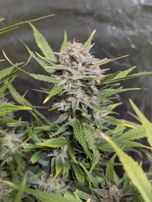 Fractal auto x5. Week 11