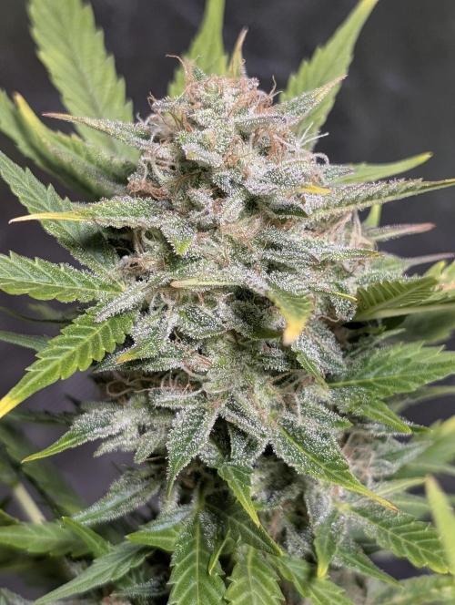 Fractal auto x5. Week 11