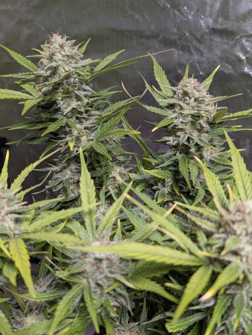 Fractal auto x5. Week 11