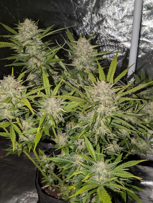 Fractal auto x5. Week 11