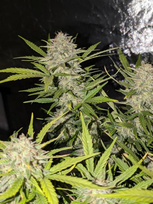 Fractal auto x5. Week 11