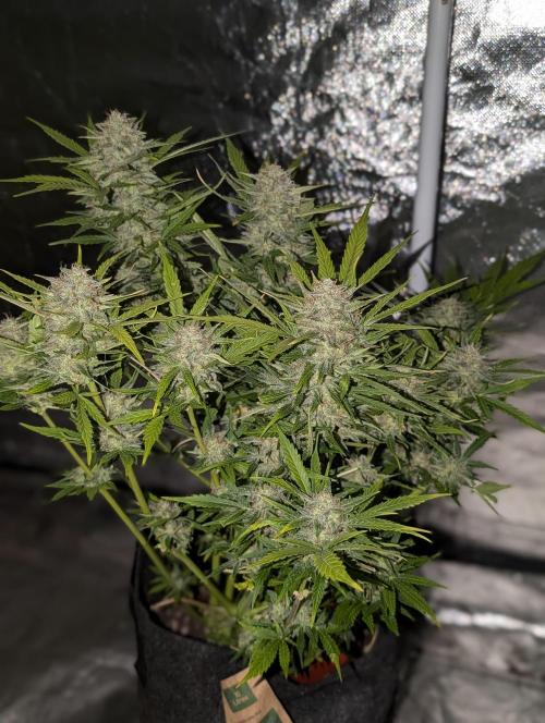 Fractal. Week 11