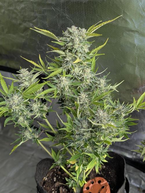 Kabul auto x5. Week 11 - N1