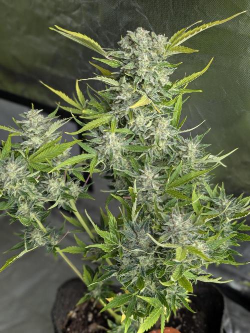 Kabul auto x5. Week 11