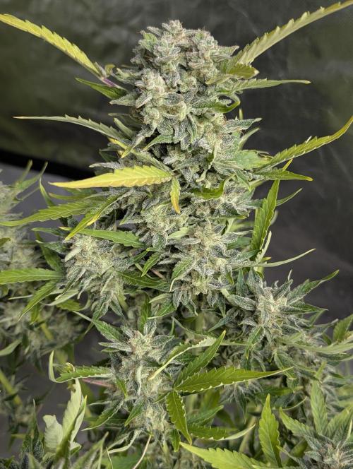 Kabul auto x5. Week 11