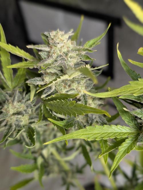 Kabul auto x5. Week 11