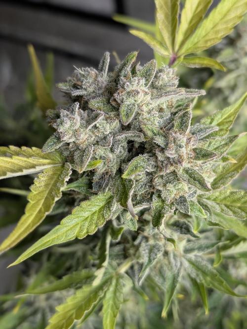 Kabul auto x5. Week 11