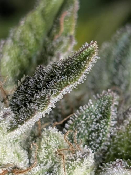 Kabul auto x5. Week 11