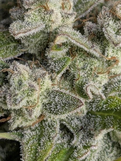 Kabul auto x5. Week 11