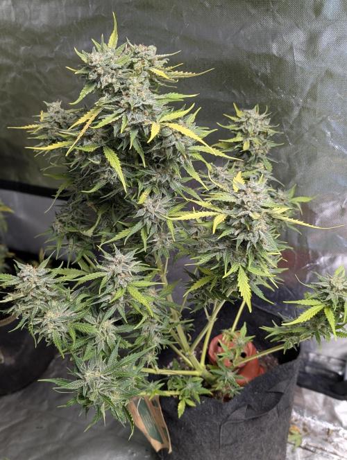 Kabul auto x5. Week 11 - N2