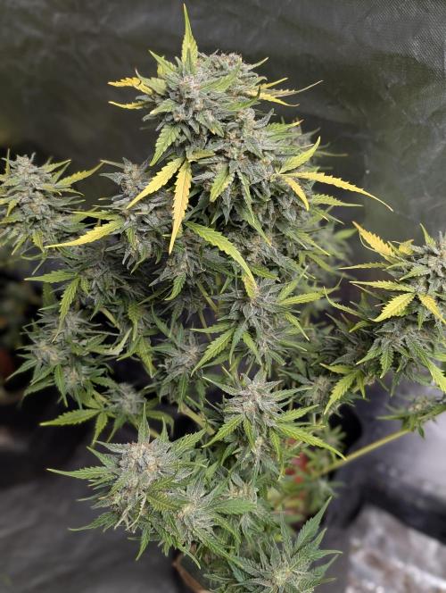 Kabul auto x5. Week 11