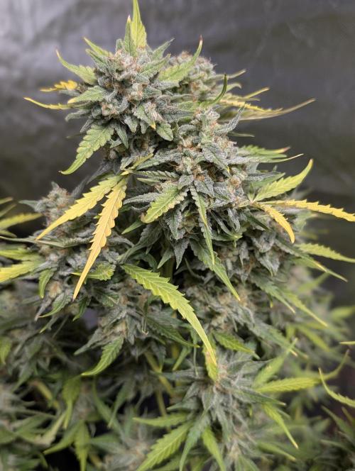 Kabul auto x5. Week 11