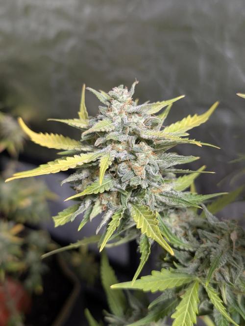 Kabul auto x5. Week 11