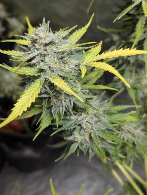 Kabul auto x5. Week 11