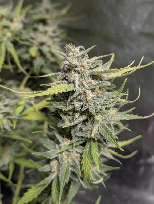 Kabul auto x5. Week 11