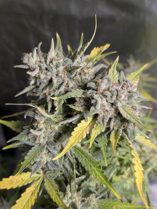 Kabul auto x5. Week 11