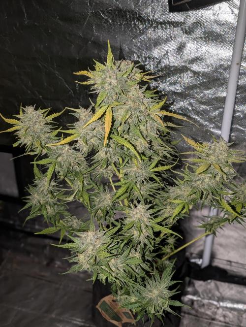 Kabul auto x5. Week 11