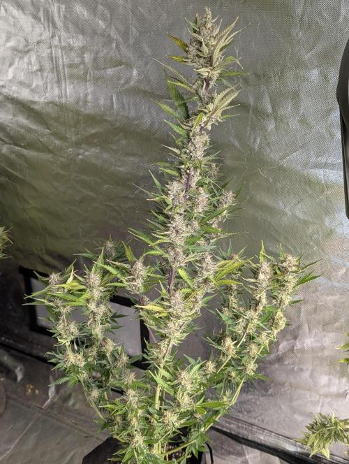 Runtz Auto x4. Week 10 - N1
