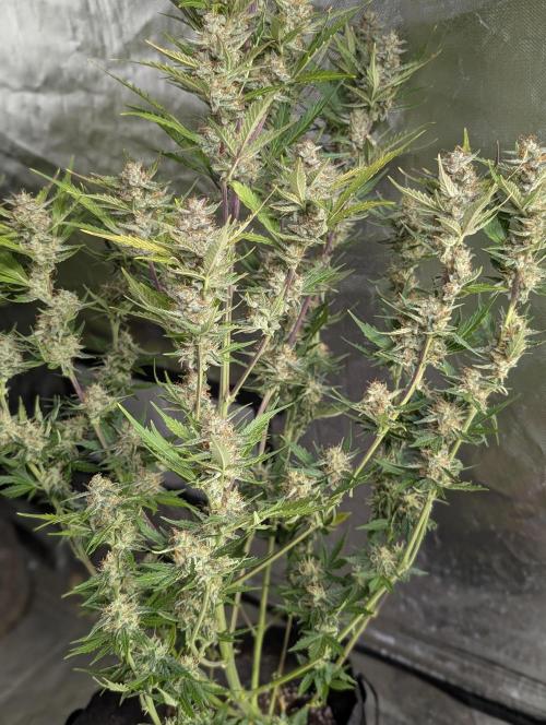 Runtz Auto x4. Week 10