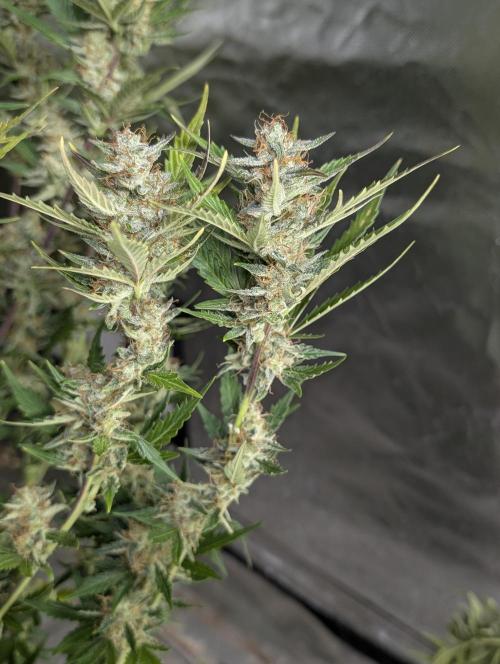 Runtz Auto x4. Week 10