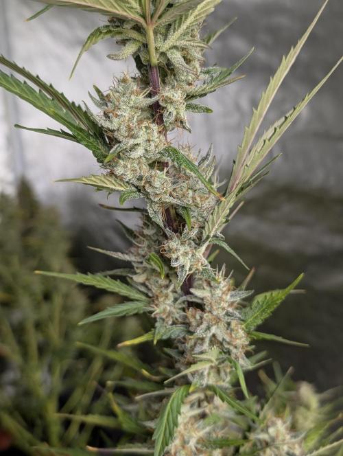 Runtz Auto x4. Week 10