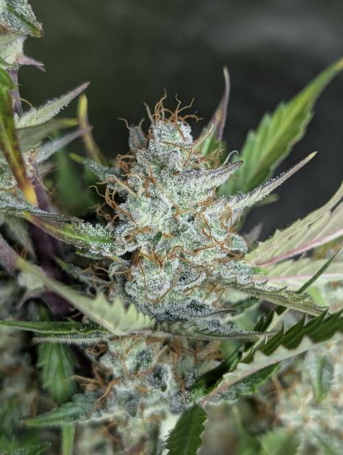 Runtz Auto x4. Week 10