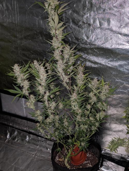 Runtz Auto x4. Week 10