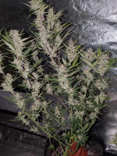 Runtz Auto x4. Week 10