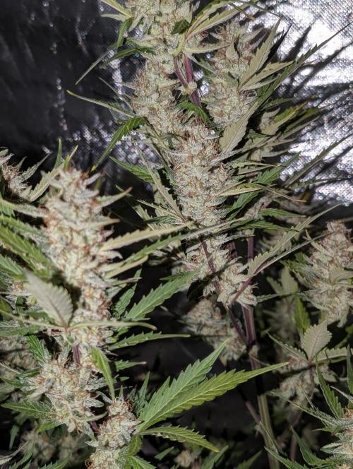 Runtz Auto x4. Week 10