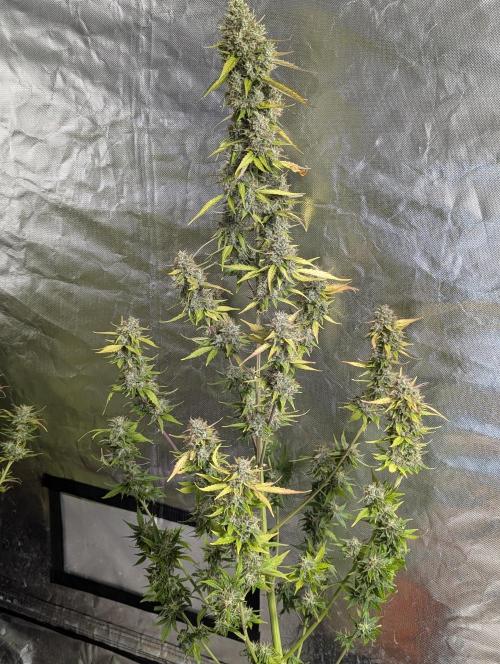 Runtz Auto x4. Week 10 - N2