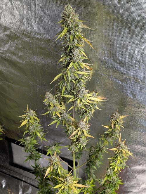 Runtz Auto x4. Week 10