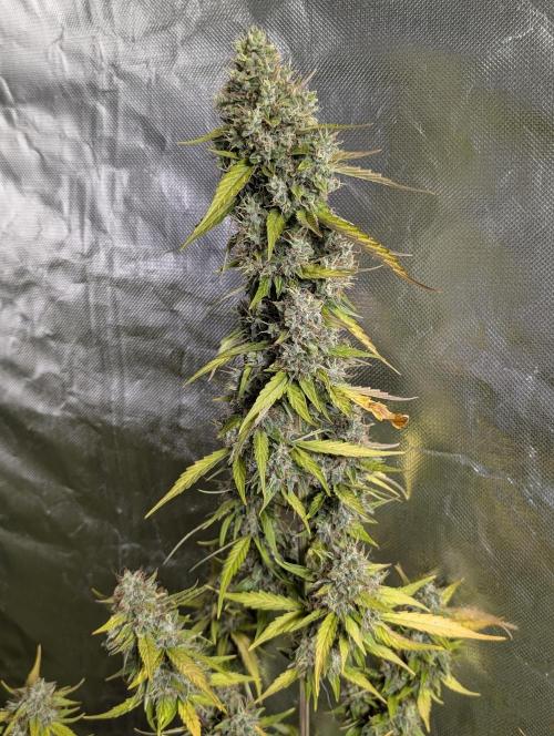 Runtz Auto x4. Week 10