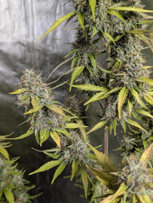 Runtz Auto x4. Week 10