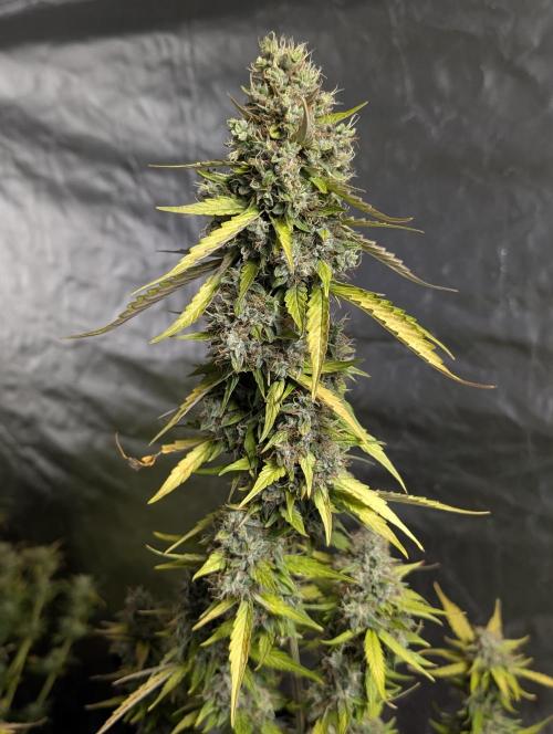 Runtz Auto x4. Week 10