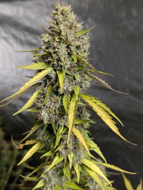 Runtz Auto x4. Week 10