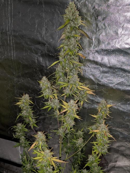 Runtz Auto x4. Week 10