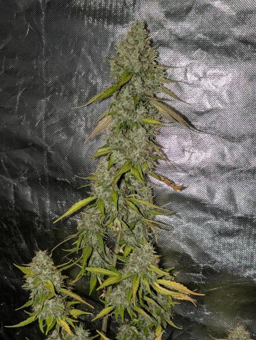Runtz Auto x4. Week 10