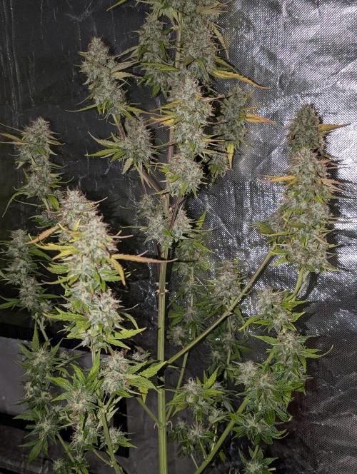 Runtz Auto x4. Week 10