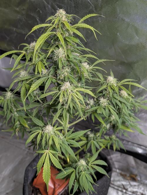 Runtz Auto x4. Week 10 - N3