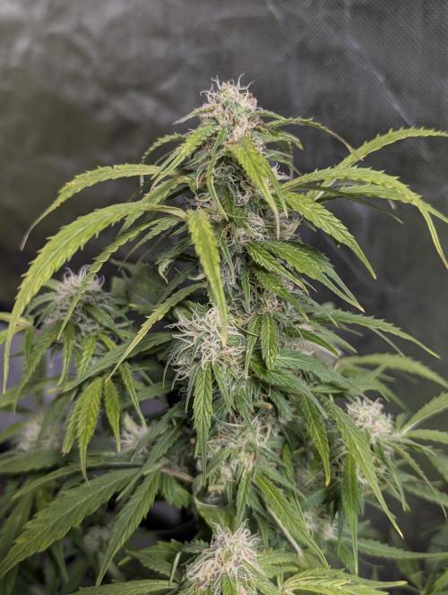 Runtz Auto x4. Week 10
