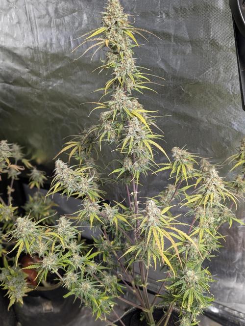 Runtz Auto x4. Week 10 - N4
